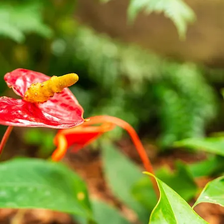 Casa Branca, In The Heart Of Apartman Arco da Calheta
