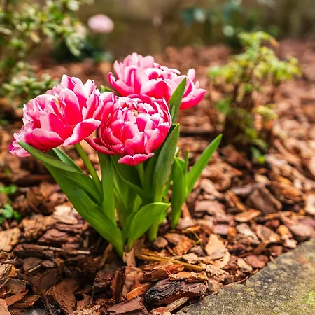 Casa Branca, In The Heart Of