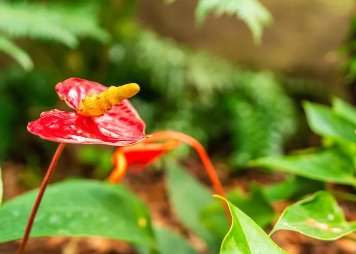 Casa Branca, In The Heart Of Daire Arco da Calheta (Madeira)