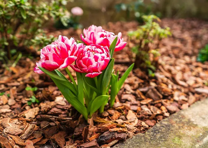 Casa Branca, In The Heart Of